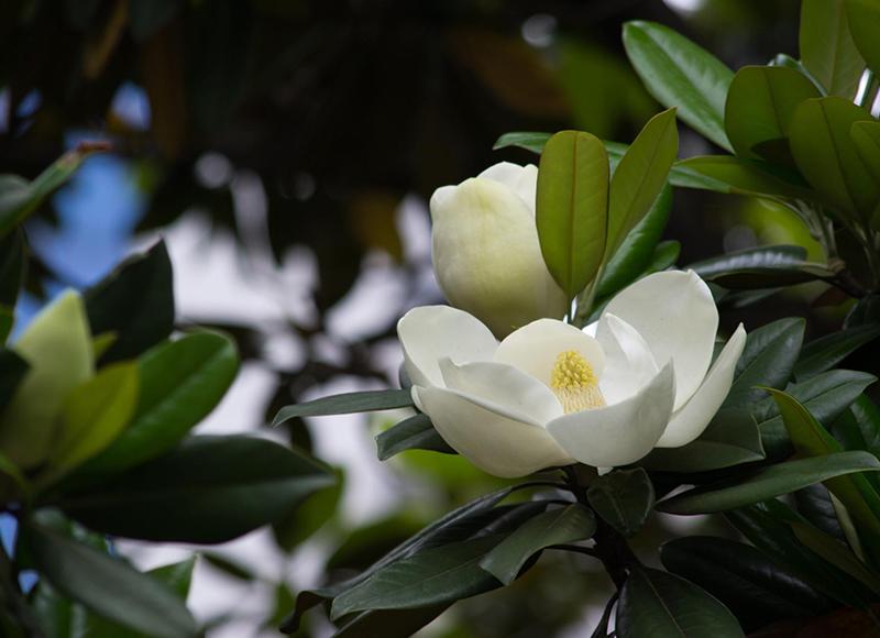 Magnolia grandis